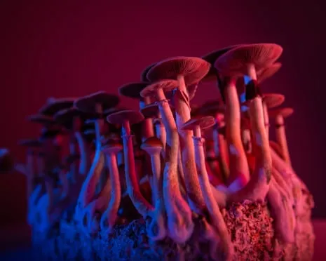 About Psychedelics by the Author: A Reflective Exploration into Consciousness Expanders